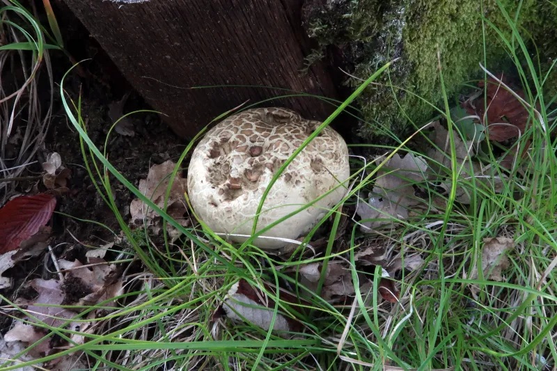 Caloboletus radicans 1 - Sombrero